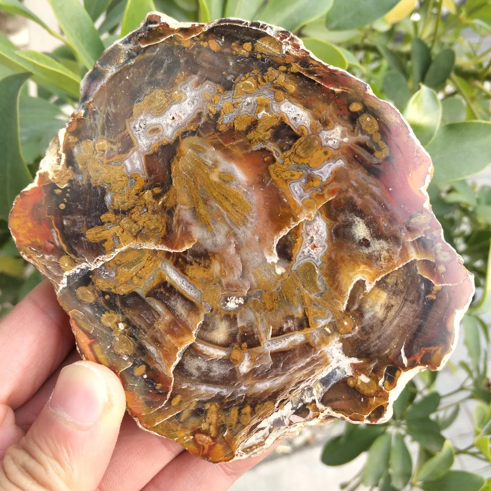 10 см натуральное полированное дерево fossil slab грубый кусок камня образец|Камни| |