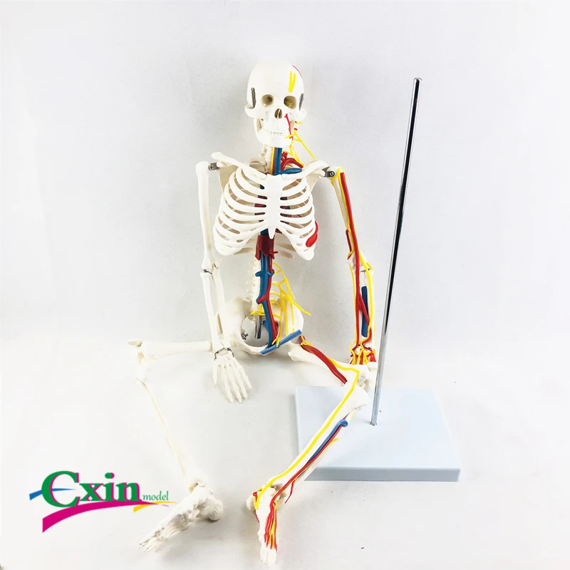 85 см человеческие кости с сердцем и кровеносными сосудами | Канцтовары для офиса
