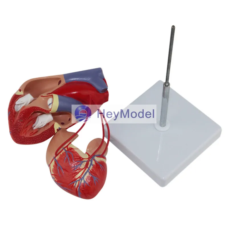 Увеличенная анатомическая модель медицинского сердца HeyModel с цифровым обводным