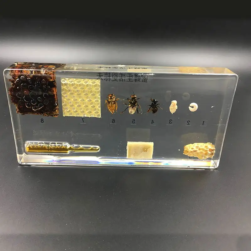 

Brand New Life Cycle Of bee Specimens In clear Lucite Educational Instrument 164x78x24mm