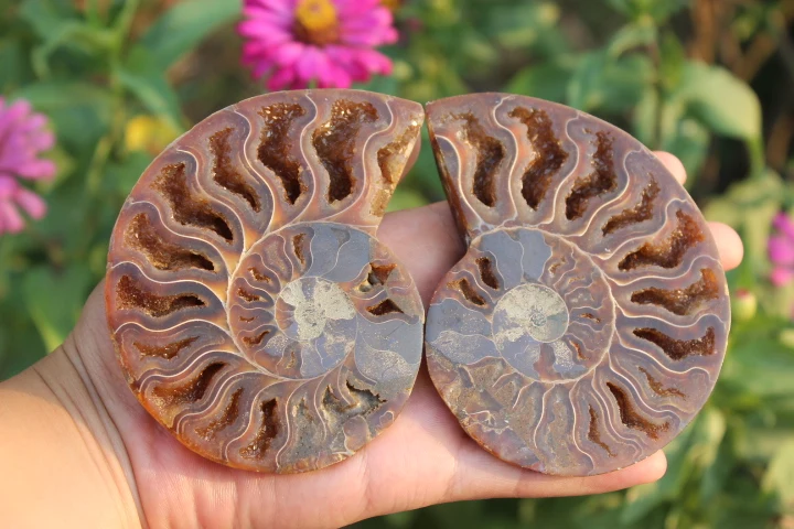 

pairs of Split Ammonite Fossil Specimen Shell Healing Madagascar A1