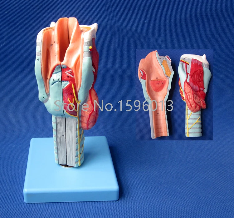 Human Larynx Model, Advanced Anatomical Larynx model
