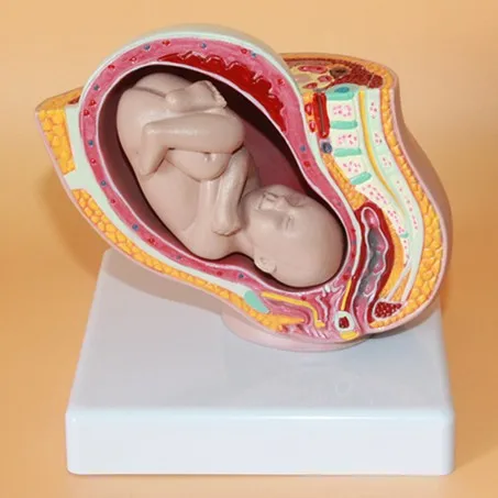 Женская модель для моделирования эмбриона тазовой мозга|fetal development|female pelvic modelpelvic