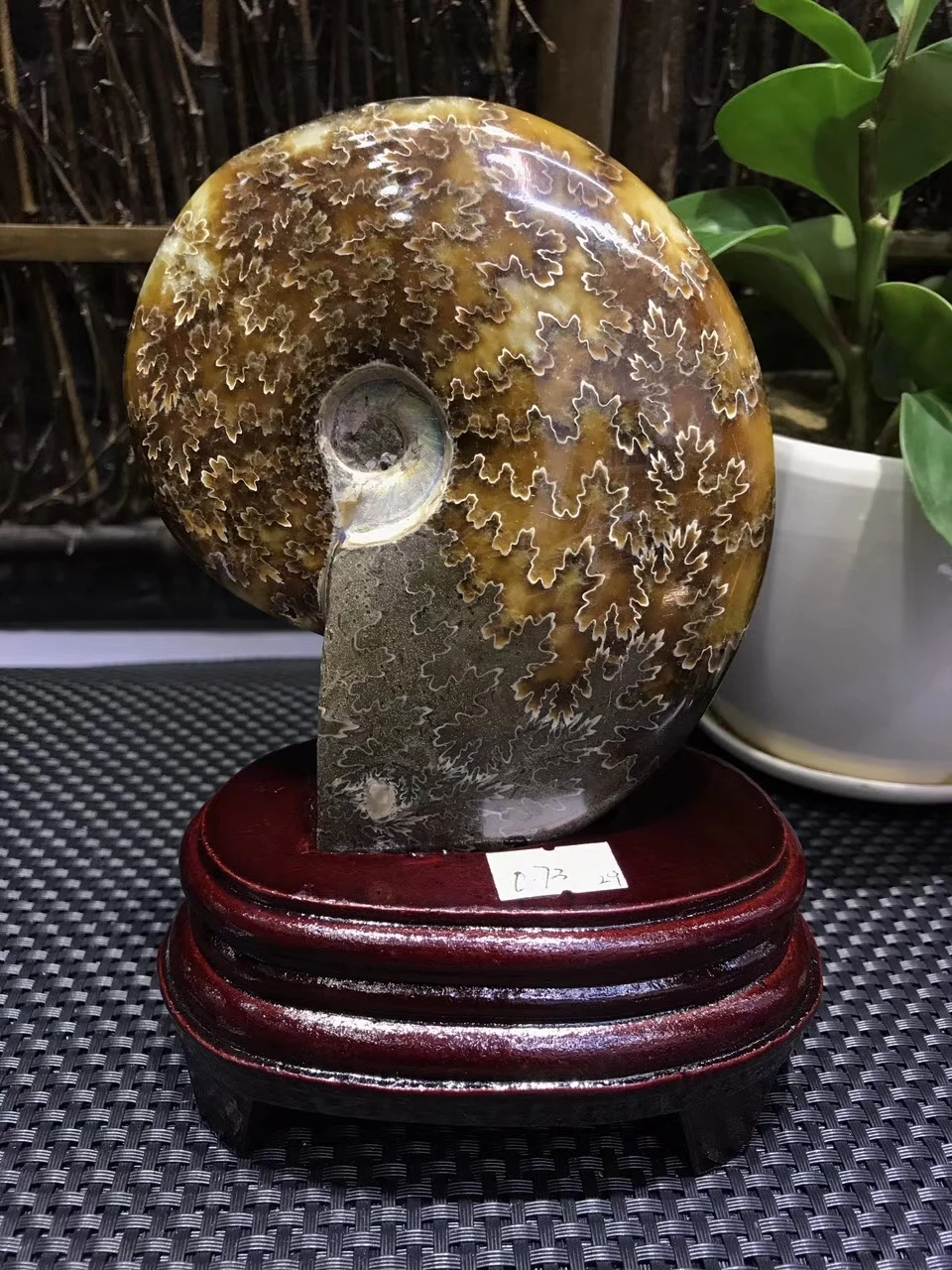 Натуральный кварцевый кристалл nautilus Раковины Улитки fossil украшения дома аксессуары