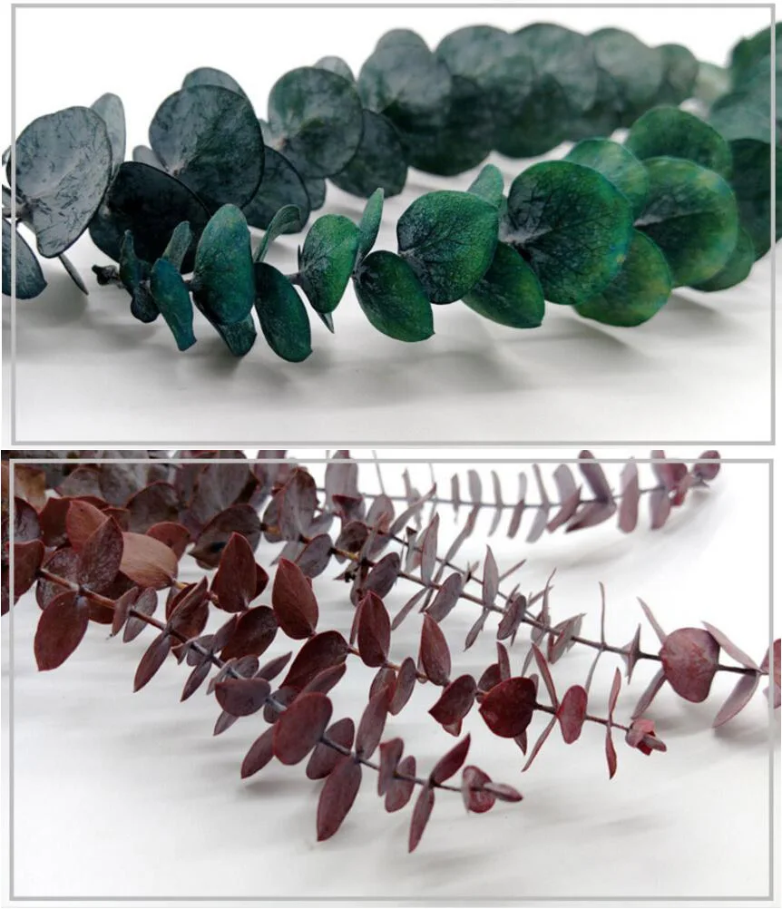 Ветки из листового эвкалипта в длину 20 30 см 10 шт.|eucalyptus leaves|flower arrangementflower arrangements diy |