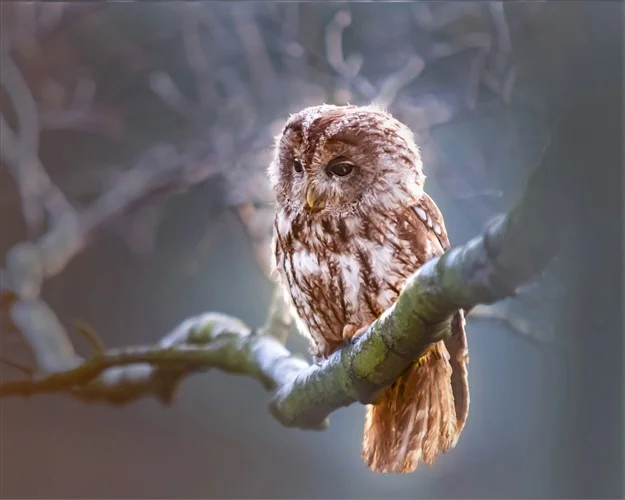 Совы на ветках Современная декоративная HD холст живопись каллиграфия