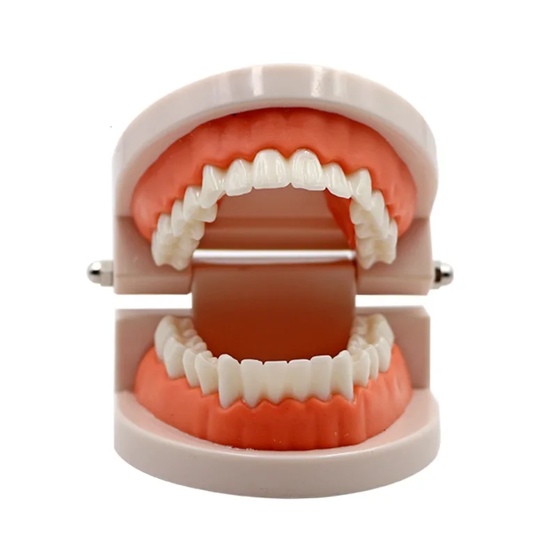 Dental Adult Teeth Model Teaching Study Typodont Demonstration White Adult Teeth Model Training Model