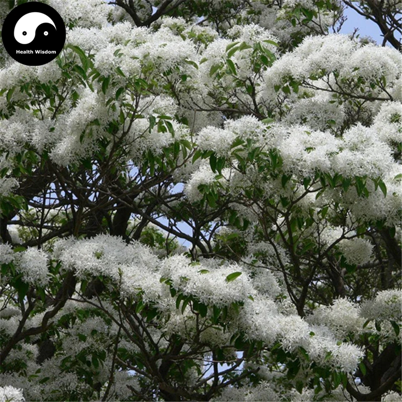 Купить кисточка дерево Semente 15 шт растение Chionanthus Retusus Liu Shu дерево