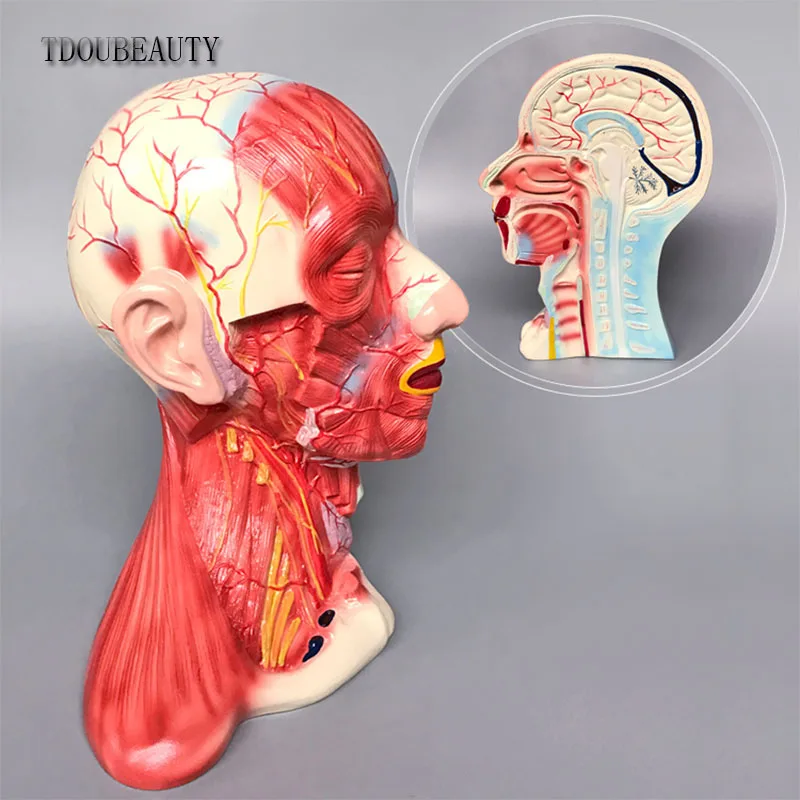 TDOUBEAUTY Natural Size Head And Neck Middle Layer anatomical  Model Muscle Nerve Micro Plastic Surgery 1:1 Model Free Shipping