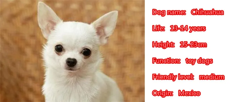 Милые серьги подвески в виде собаки чихуахуа милые забавные летние с золотой и