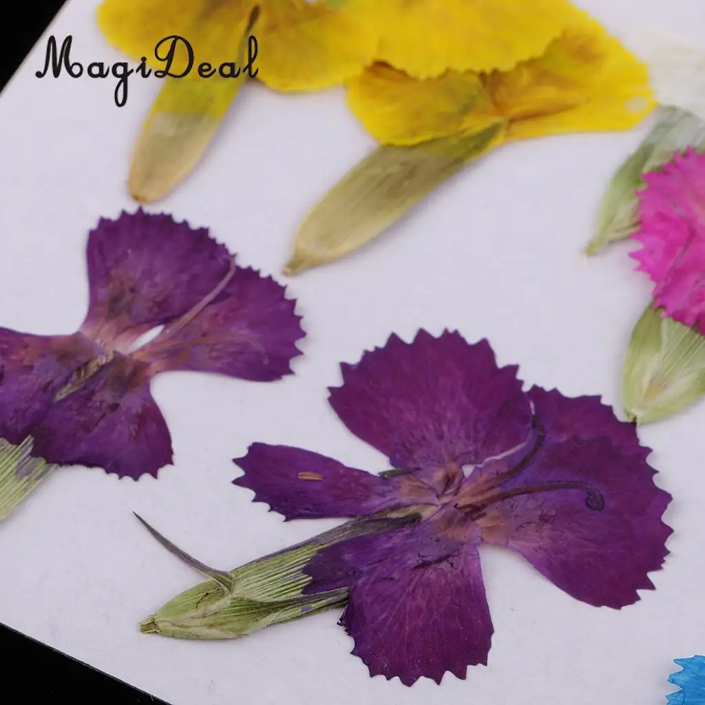 12 шт настоящие прессованные листья высушенные цветы Dianthus украшения DIY материалы
