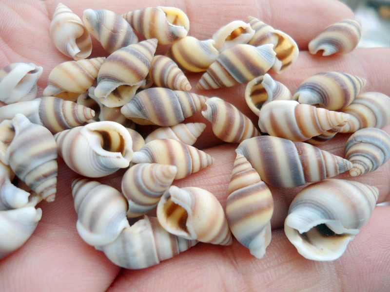 

HappyKiss 100pcs Natural ornament conch shells cat's eye screw DIY Mediterranean home decoration aquarium crafts