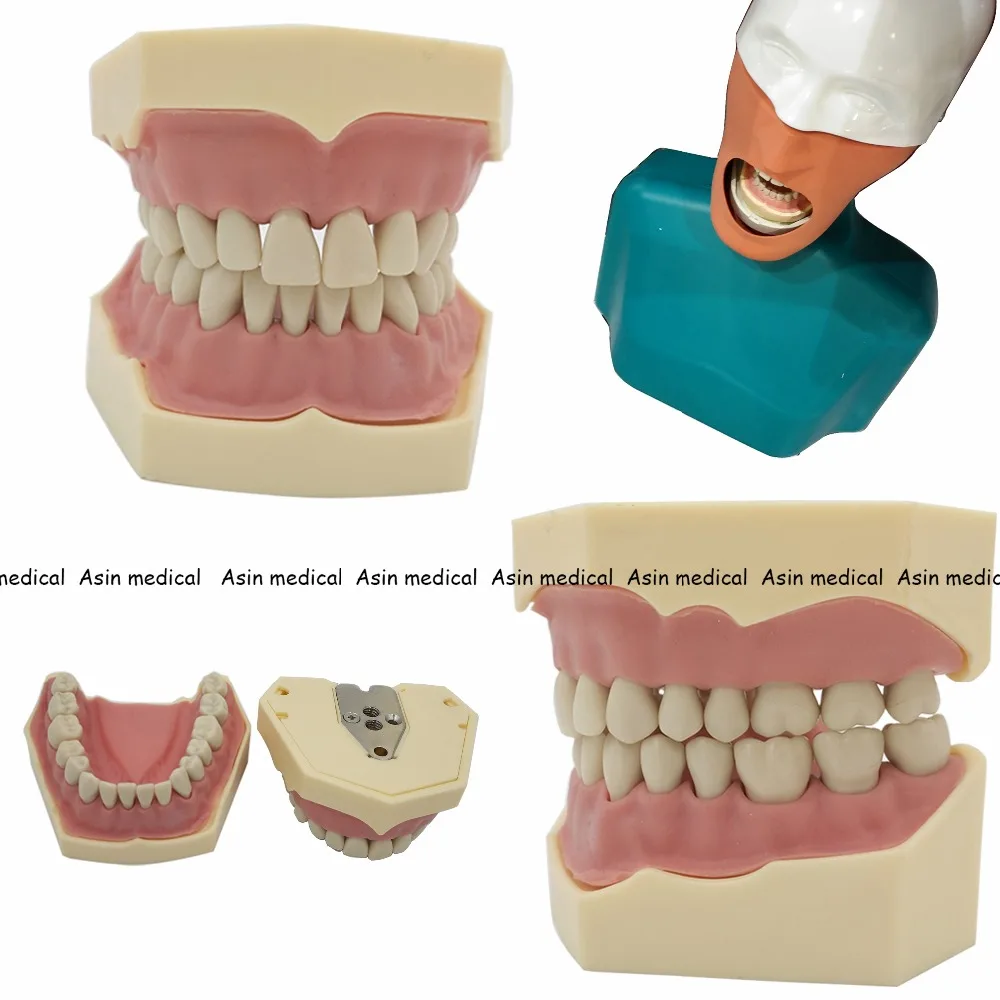 

new Dental Soft Gum Teeth Model Removable 28pc/32pc Teeth NISSIN 200 KAVO head model Compatible dentist teaching learning