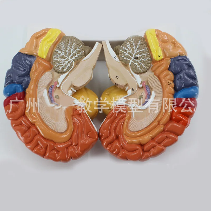 2 Part Color Human,Brain Function Domain Anatomy Anatomical Model Medical Artificial Cerebral Cortex Teaching
