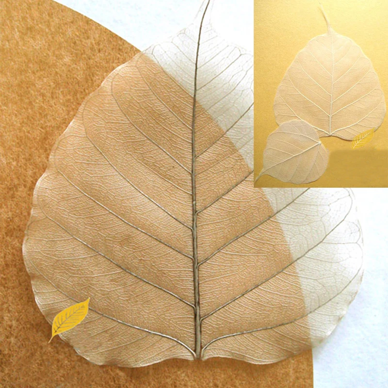 20 шт. Скелет из натуральных листьев 4 размера | Дом и сад