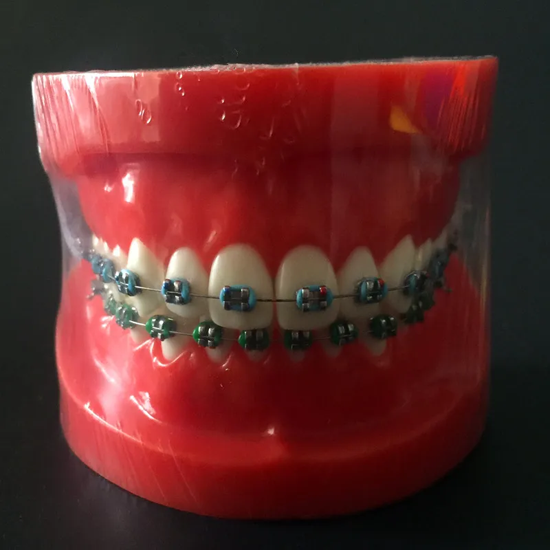 

Стоматологическая Учебная модель, стандартная модель, съемные зубы, мягкая резинка, модель для взрослых
