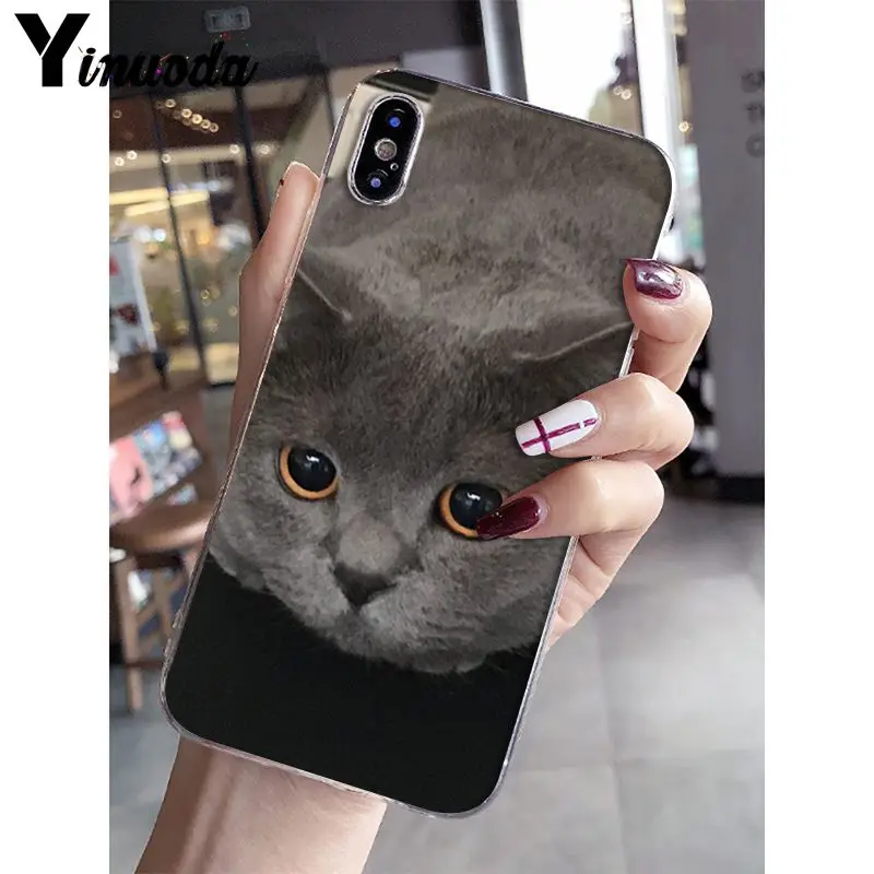 A5 Yinuoda Британский короткошерстный Кот поделка-чехол для телефона для iPhone 5 5Sx 6 7plus 8 8Plus X XS MAX XR Fundas Capa - Цвет: A5