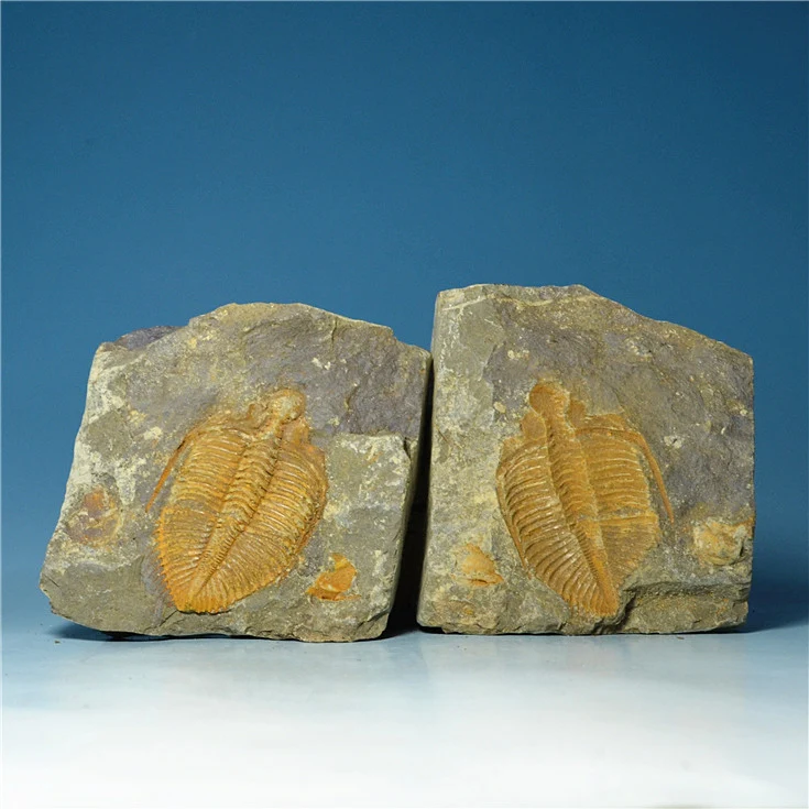 Toys negative crown molding off Trilobite fossils natural insect fossil specimens sy34