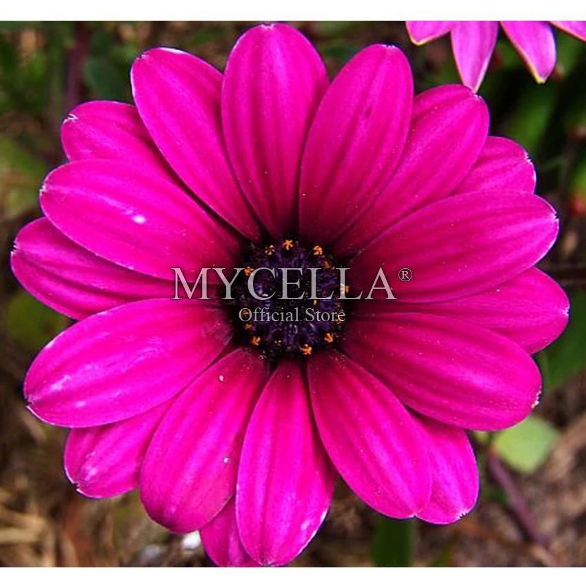 

5D Diy Diamond Painting Cross Stitch Kit Diamond Embroidery Flowers Daisy Diamond Mosaic Full Round Rhinestone Crafts Home Decor