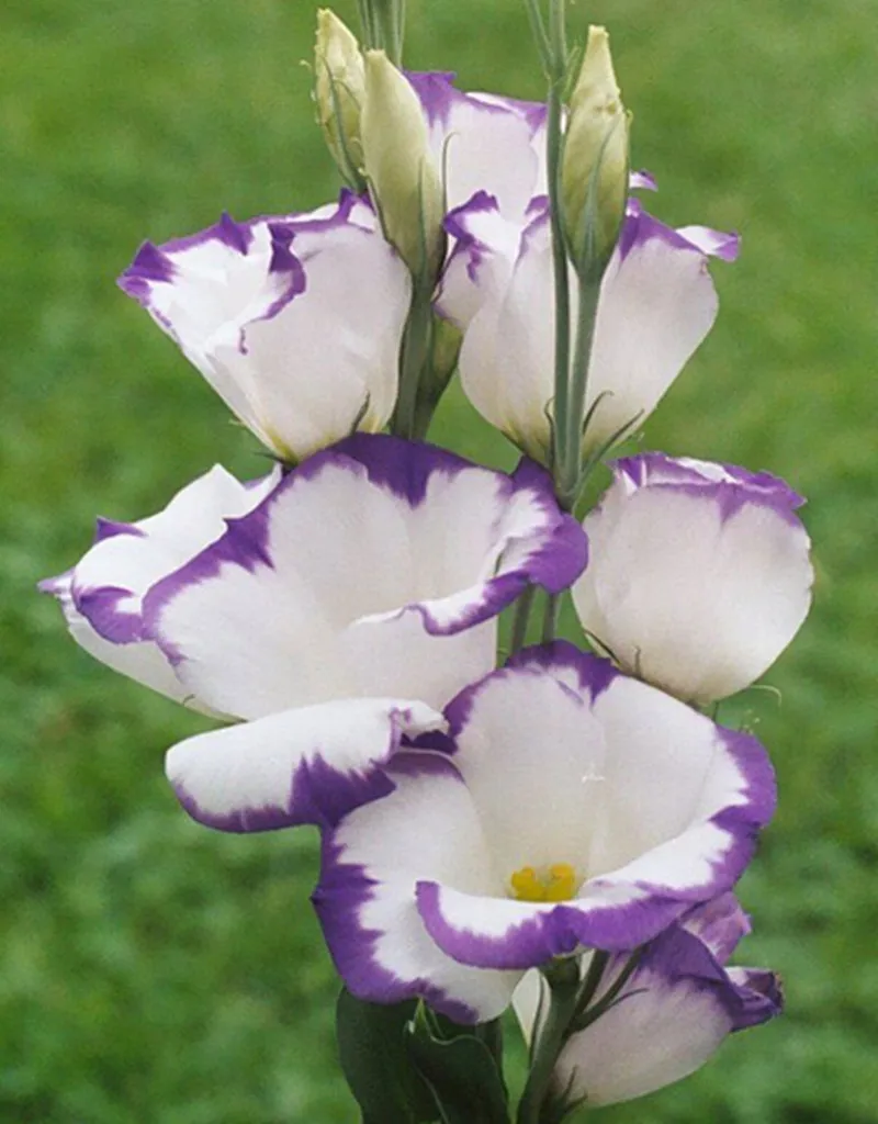 3 шт./лот новейшие сахарные изделия Lisianthus формы для торта из нержавеющей стали