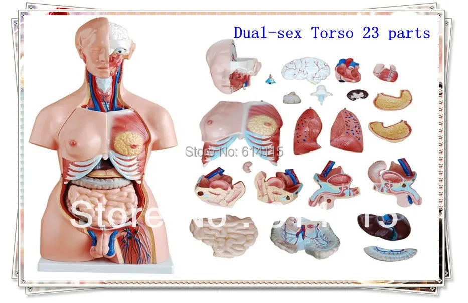 Прямая продажа с фабрики двойной Секс Torso 23 части анатомическая модель Размер