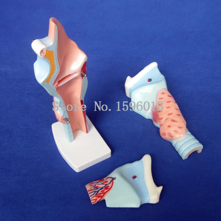 Увеличенная модель гортани человека анатомическая | Канцтовары для офиса и дома