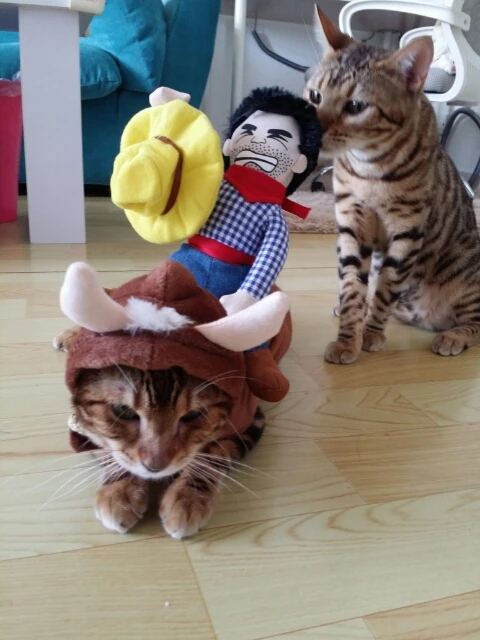 Хорошо так смешно творческий моделирование рыцарь Pet cat собак Платье костюм