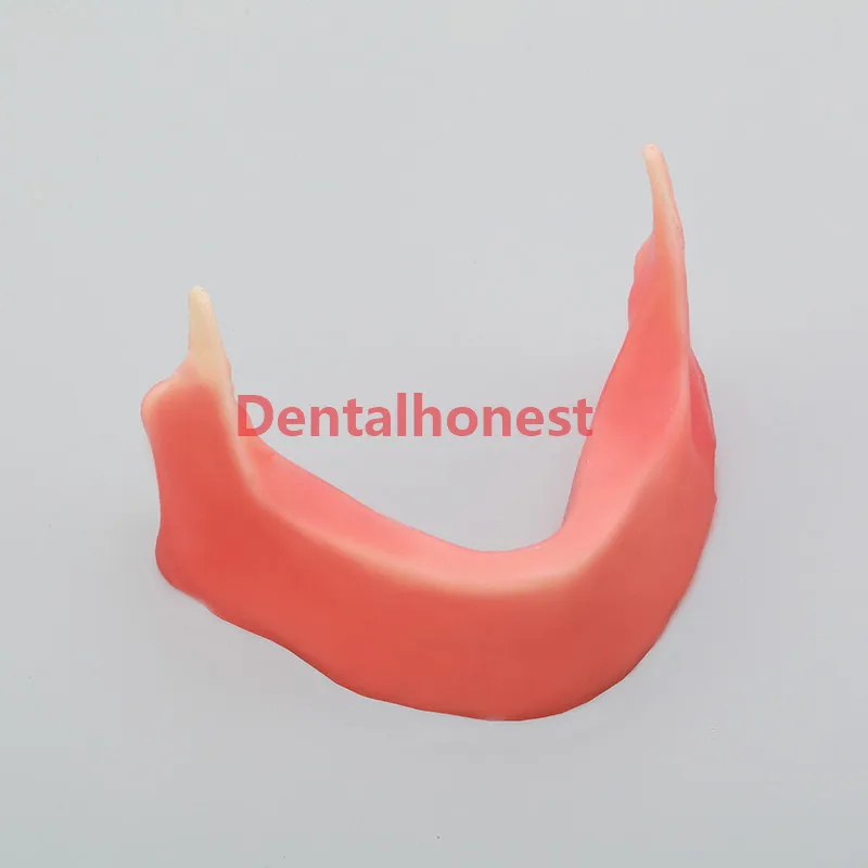 Mandibular модель челюсти с силиконовым конусом для прорезания растений sture M2027 |