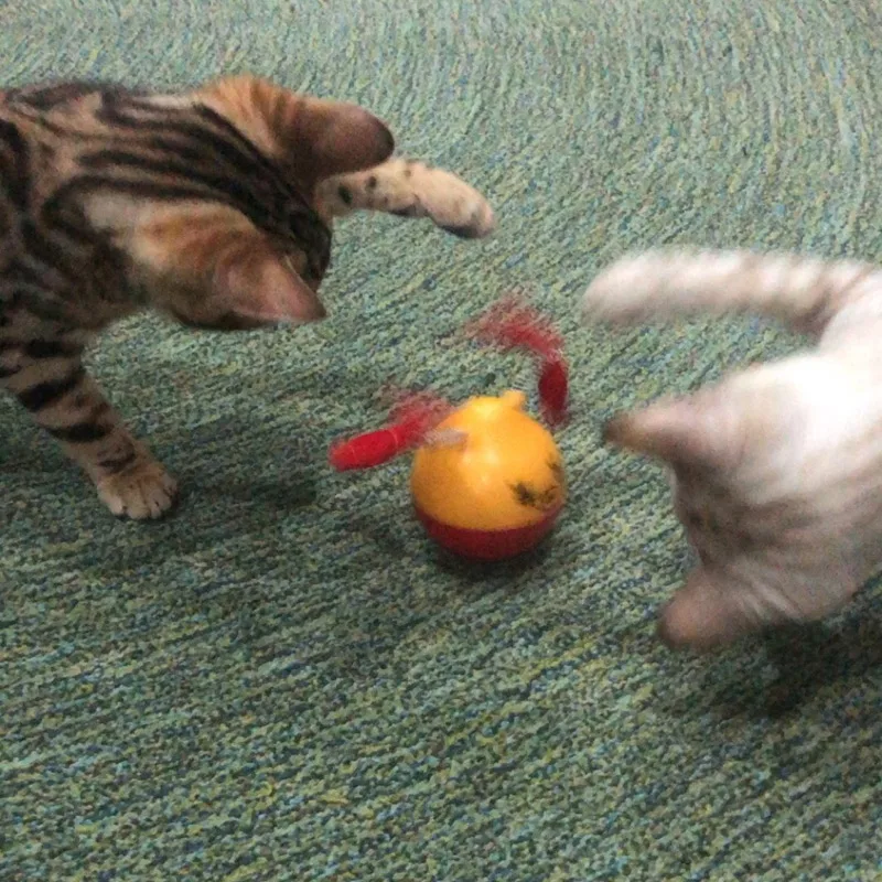 Игрушка для кошек HOOPET, эластичный Забавный котенок, игрушки для кошек, товары для кошек