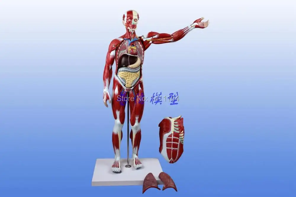 Бесплатная доставка 78 см мышечная модель человеческого тела обучающая