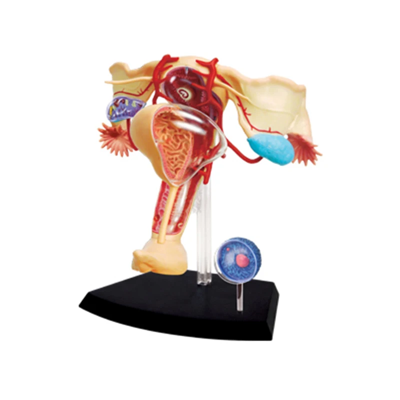 

4D Female reproductive system Intelligence Assembling Toy HumanOrgan Anatomy Model Medical Teaching DIY Popular Science Applian