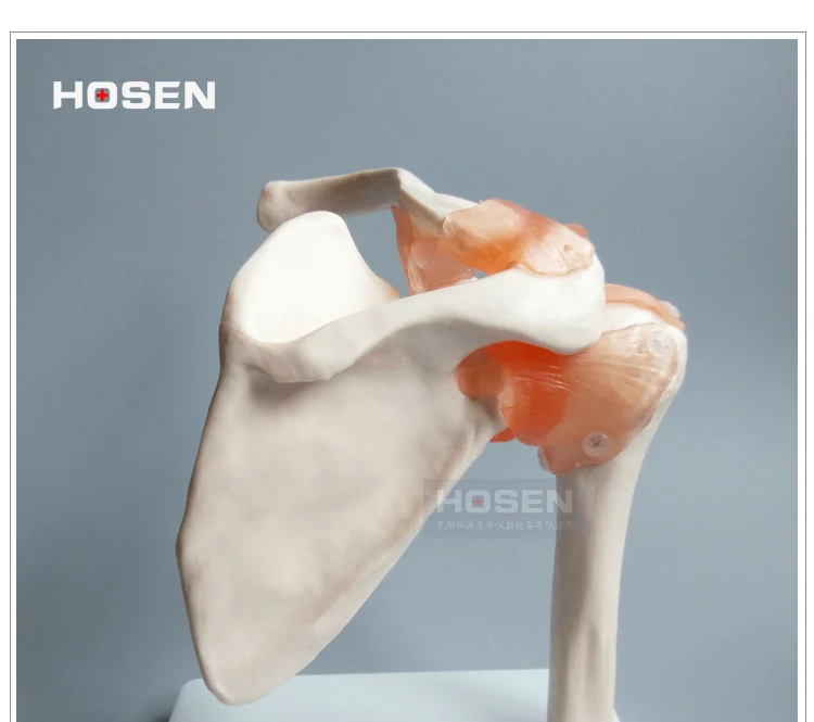 Размер жизни анатомическая модель скелета для продажи Череп odontologia плечевой