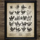 Винтажная Картина на холсте с изображением цыплят и пород птицы сельского хозяйства, винтажная картина с изображением курицы, домашний Настенный декор