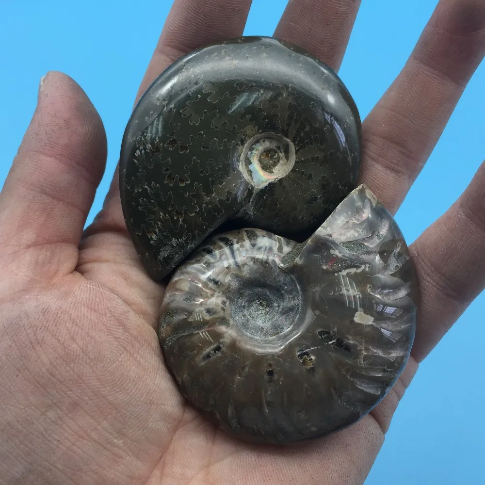 TT687 2 шт много натуральной окаменелости аммониты камень целебные минералы