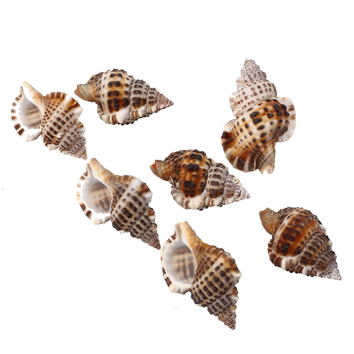 7 шт./компл. натуральная Красивая Морская ракушка раковина искусственные