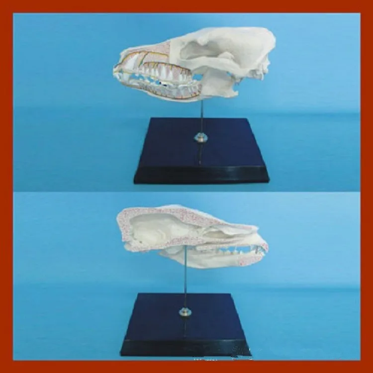 Модель скелета с черепом для собак модель и зубами медицинская ветеринарная