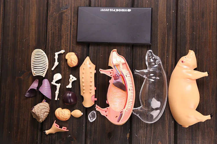 Модель анатомической свиньи модель скелета размерная анатомическая научная