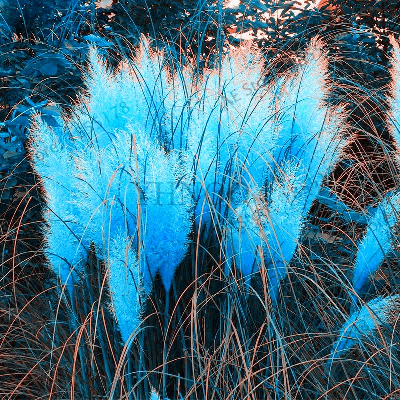 Большая распродажа! 400 шт./пакет pampas garss bonsai пампасная трава растение декоративные