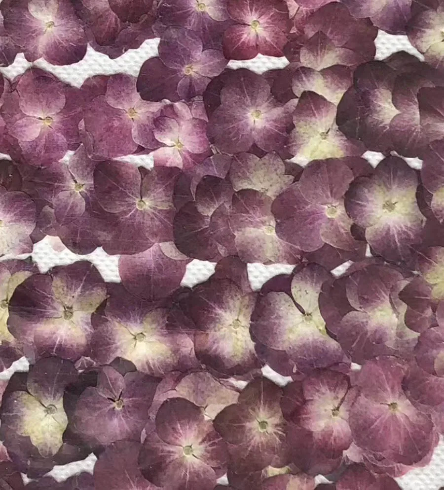 120 шт прессованный высушенный винный красный гортензия макрофилла Цветочные