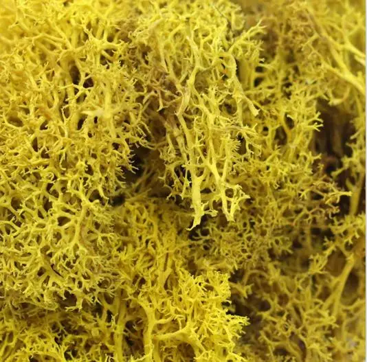 Withered yellow Рога вечный мох растение стены Искусственные растения газон фон Сделай Сам стены украшения дома стены Бонсай Аксессуары - Цвет: Withered yellow