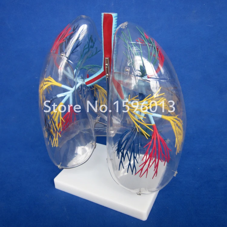 Прозрачная модель сегмента легких медицинская анатомия обучение легким|model