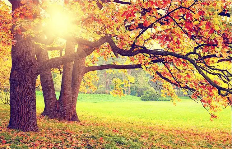 

3d room wallpaper custom photo mural Autumn sunshine forest scenery background 3d wall murals wallpaper for home decor