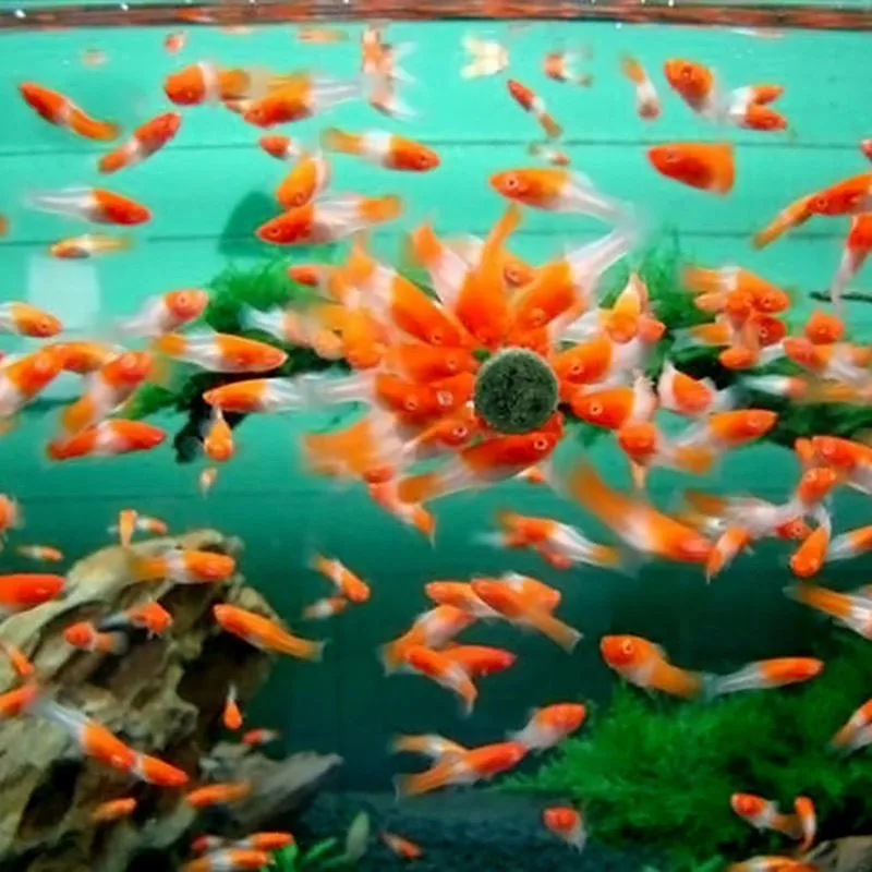 100 г аквариум Спирулина чешуйки таблетки для кристальных Красных Креветок Гуппи