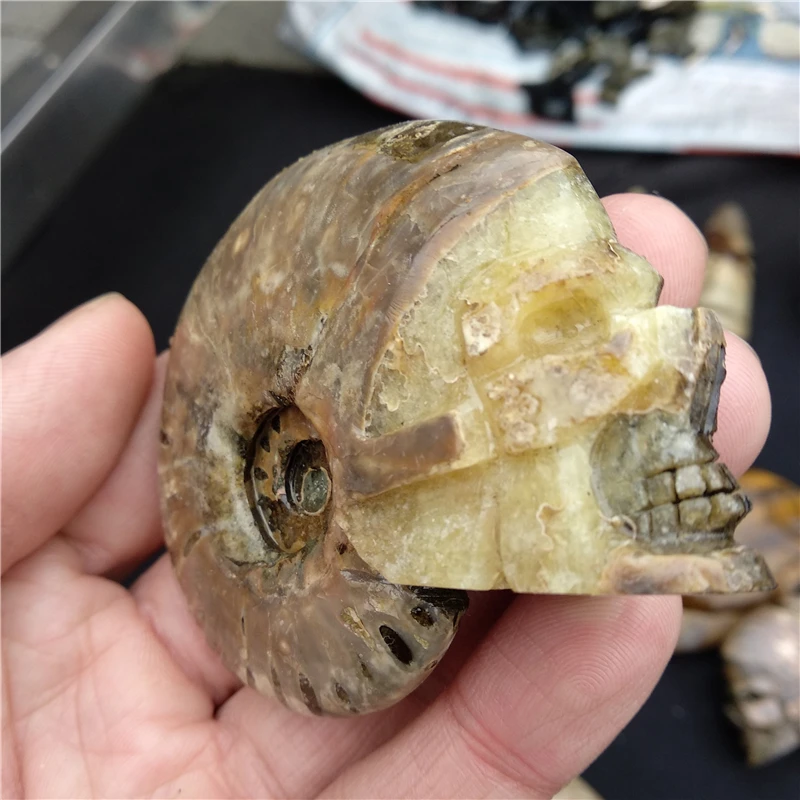 DHX SW натуральный аммонит раковины fossil ручной резной череп Healing драгоценный камень minarel образцы резьба Прохладный Череп