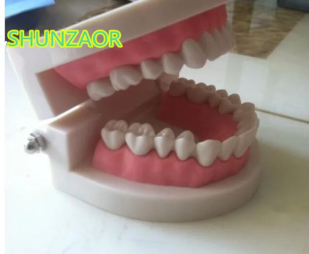 Стандартная модель обучения зубам гигантская и ребенка Учебная для медицинского