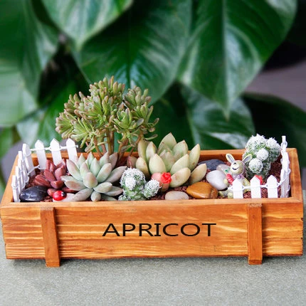 Фотообои с изображением кактуса фотообои для украшения дома микроландшафт|mini