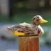 Floating Duck MagiDeal, различные реалистичные украшение утки, фигурка для улицы, дома, сада, водоема, украшение, сделай сам, живой искусственный поделки из перьев - Цвет: Floating Duck
