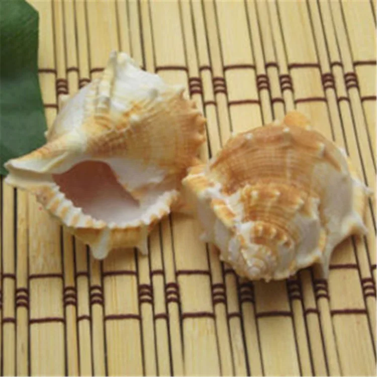 24 шт./лот материал для поделок Натуральные Большие морские раковины длинный винт