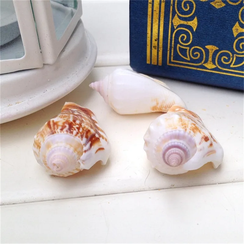 

Ракушки морские, 3-5 см, 10 шт.
