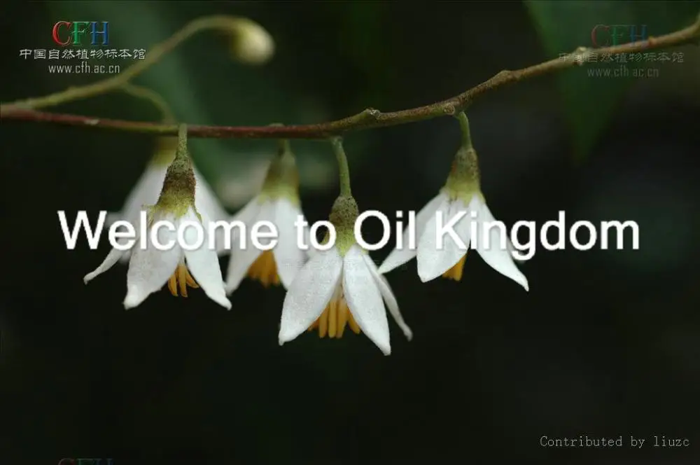 100% чистые растительные эфирные масла бензоиновое масло 2 мл импорт из Вьетнама